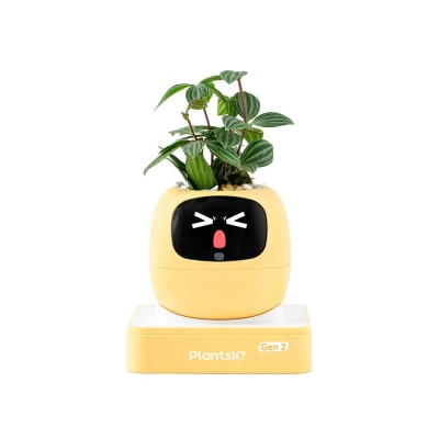 PLANTSIO Ivy Gen 2 智能盆栽